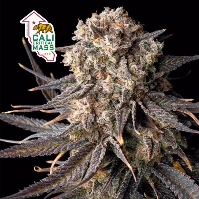 cali-critical-mass-image