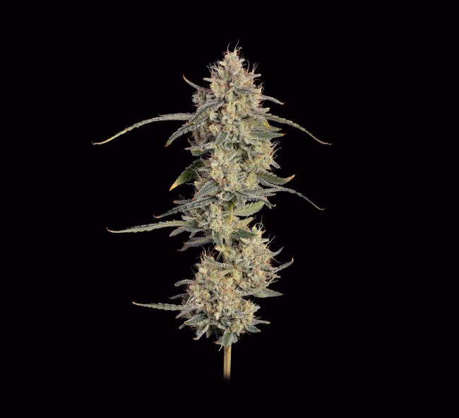 chem-cookies-auto-image