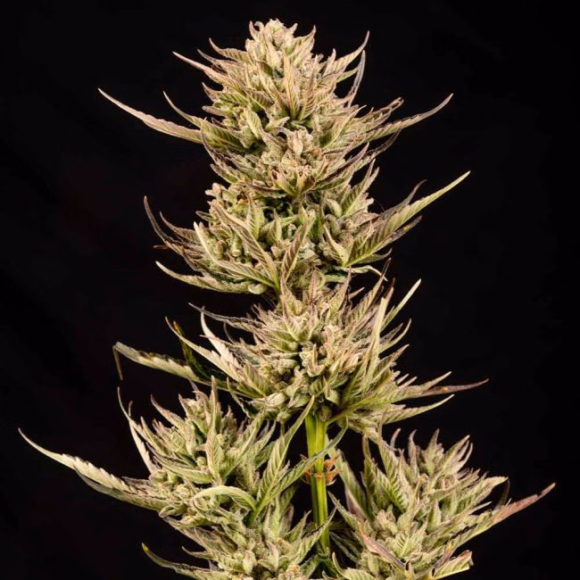 cookie-apple-og-f1-auto-image