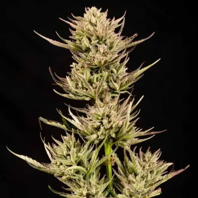 Cookie Apple OG F1 Auto