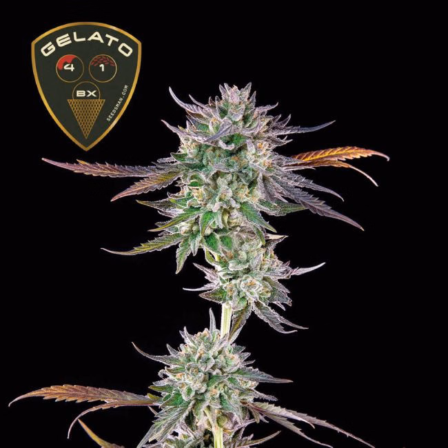 gelato-41-bx-image