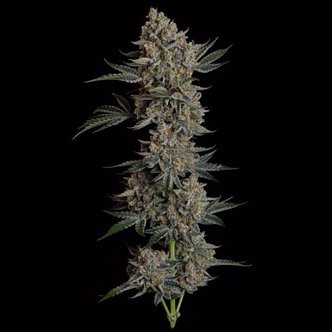 gelato-41-bx-auto-image