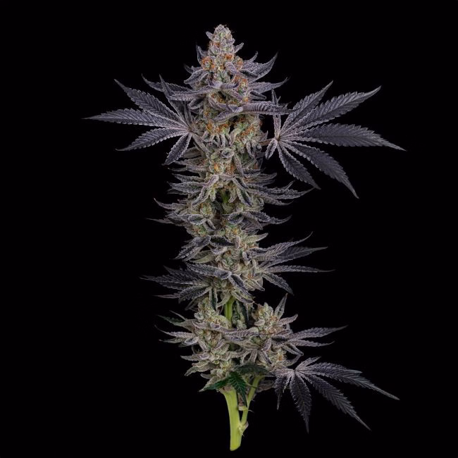 gorilla-runtz-image