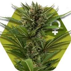 Candy Caramelo Fast Flowering