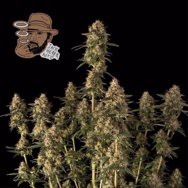 jack-herer-auto-image