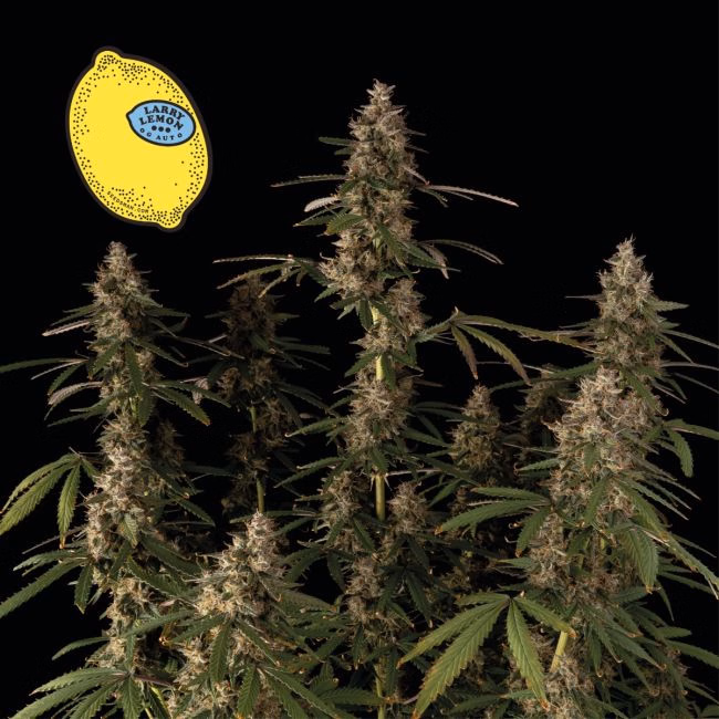larry-lemon-og-auto-image