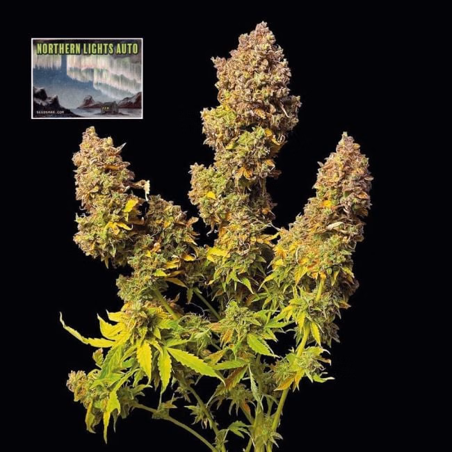 northern-lights-auto-image