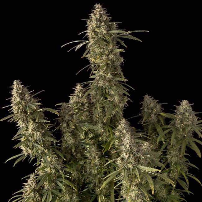 pineapple-og-auto-image