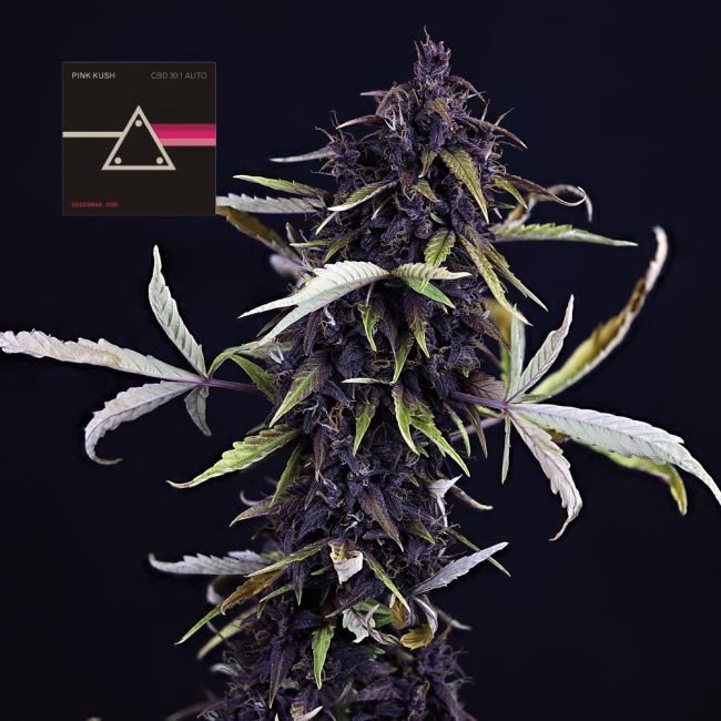 pink-kush-cbd-30-1-auto-image
