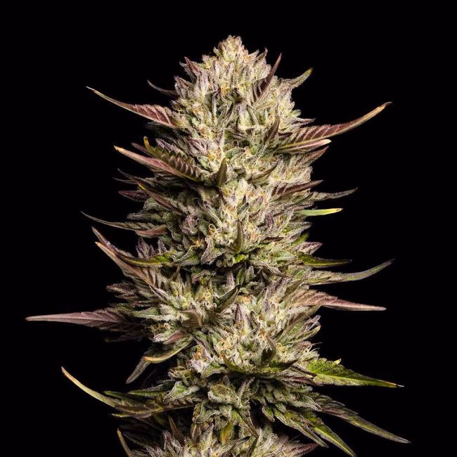 purple-oreoz-f1-image