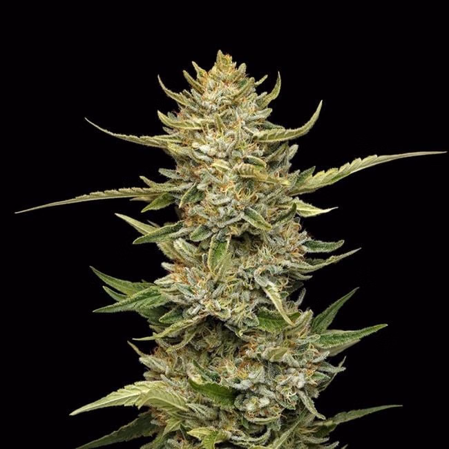 sour-diesel-auto-image