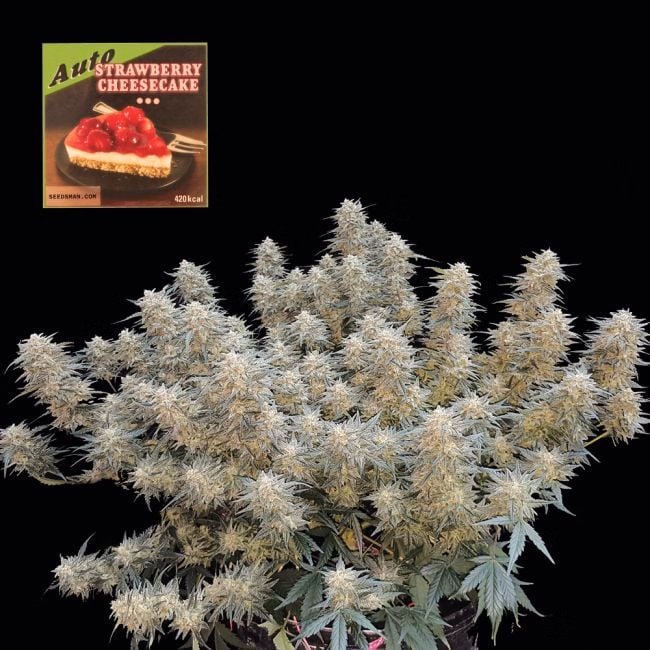 strawberry-cheesecake-auto-image