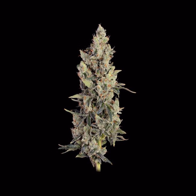 thai-cookies-auto-image