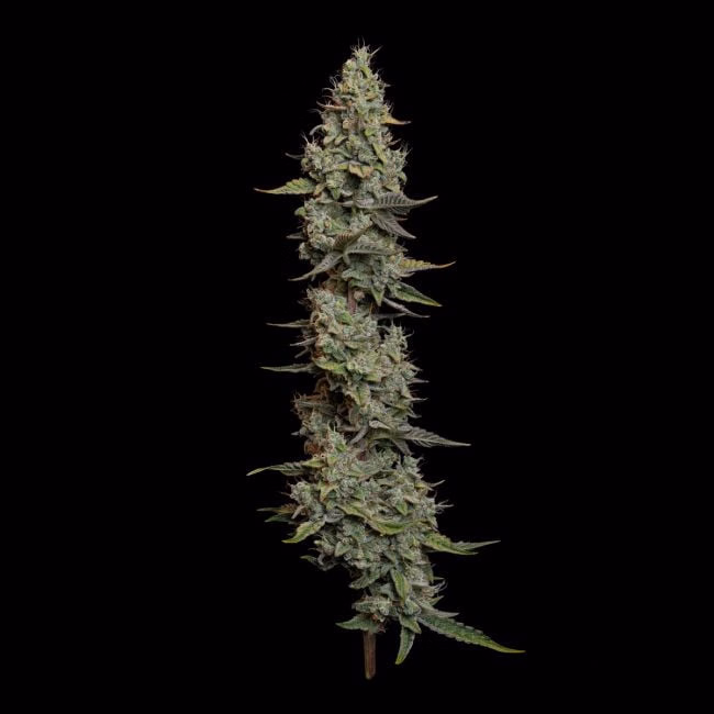 wedding-cake-auto-image