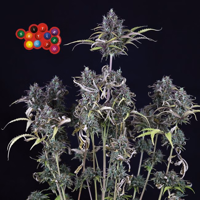 zkittlez-auto-image
