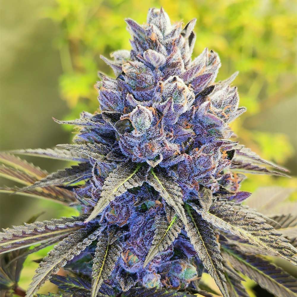 after-eighths-image