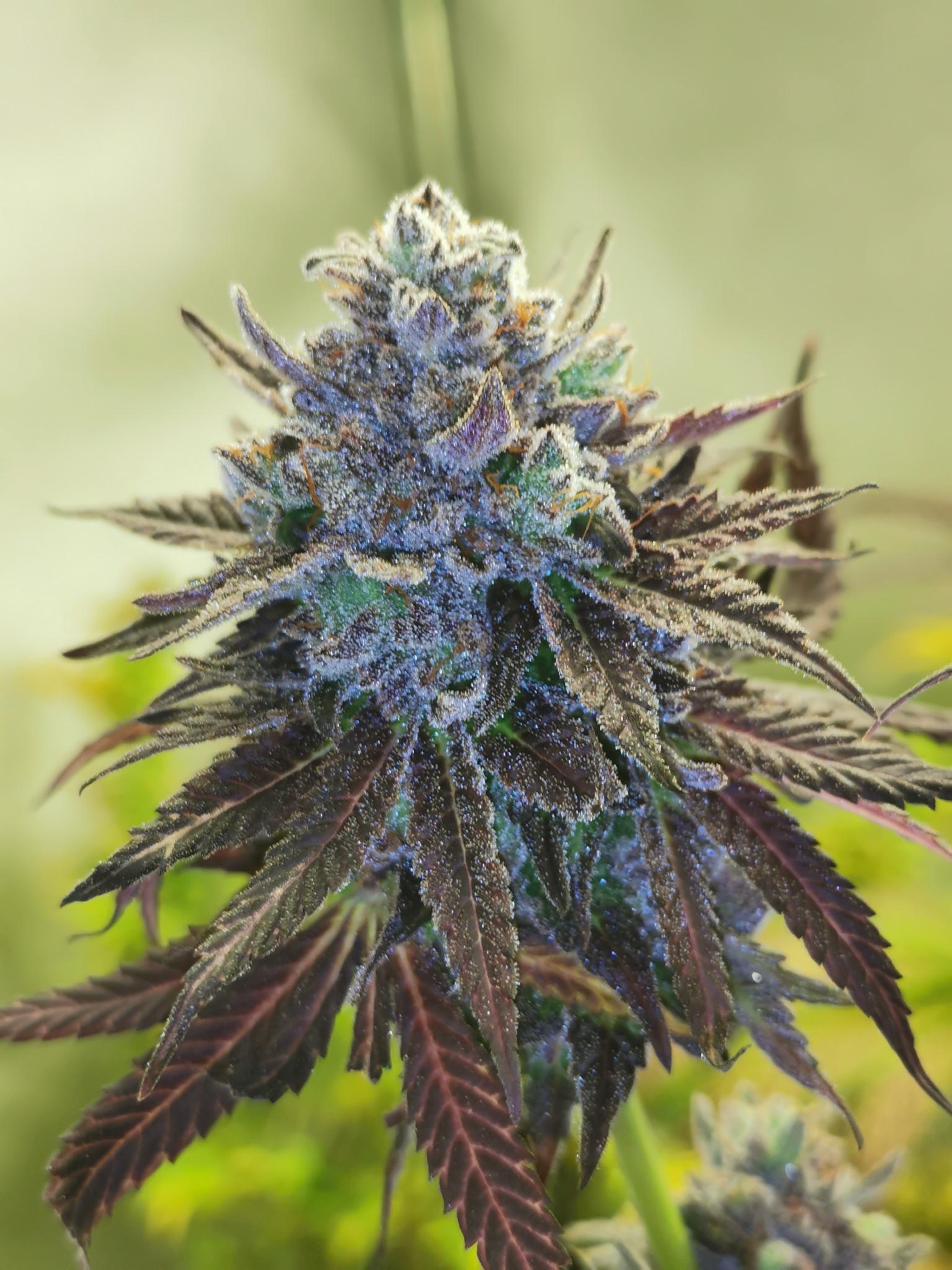 auto-hubba-bubba-image