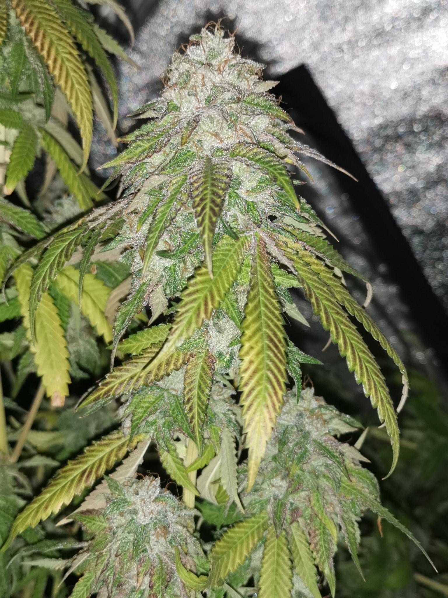 auto-pink-bubblez-image