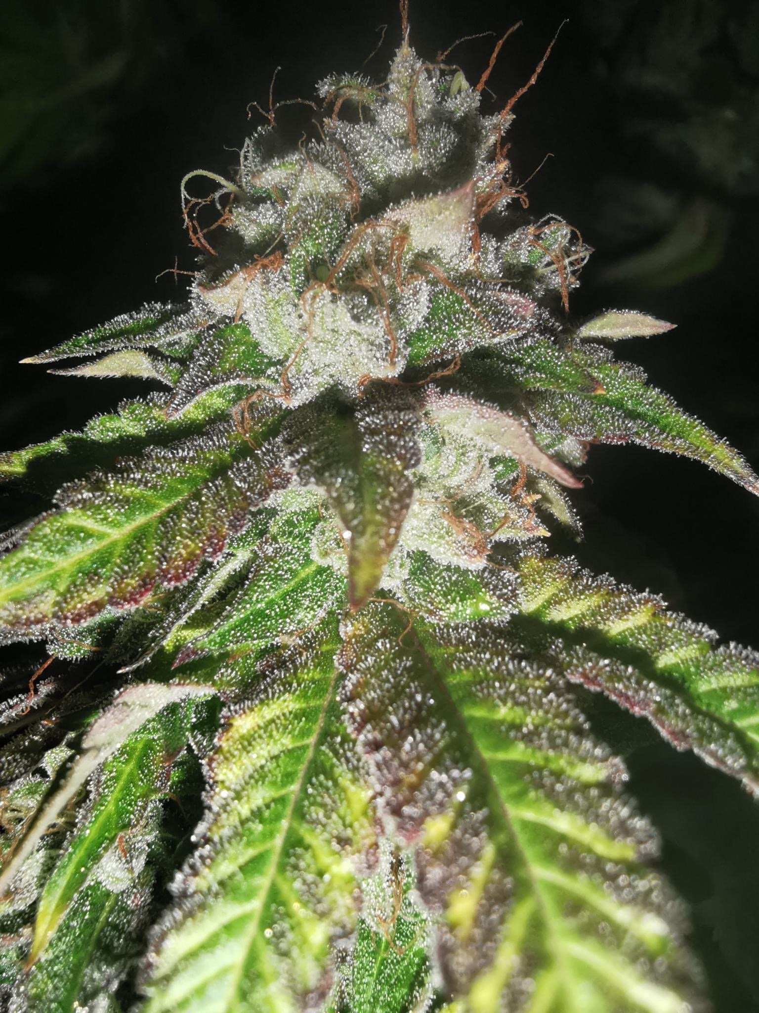 auto-watermelon-gas-image