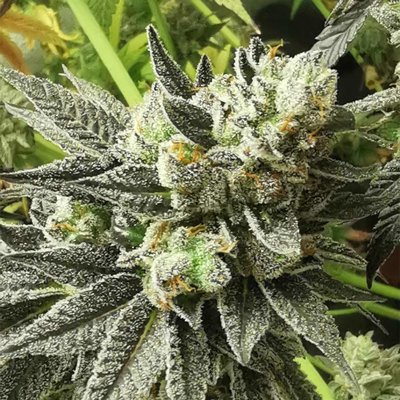 Britscotts OG