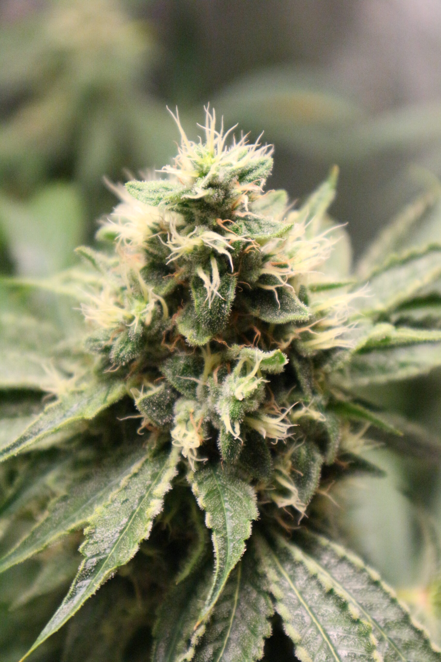 chemhead-og-image