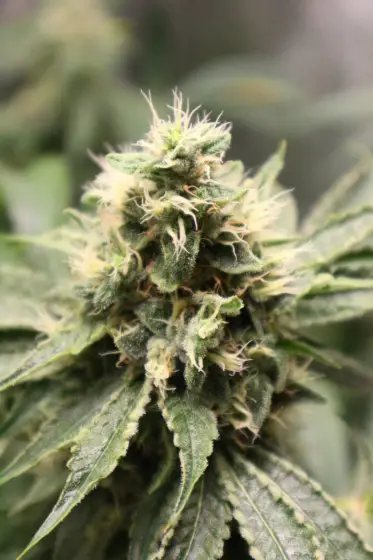 Chemhead OG