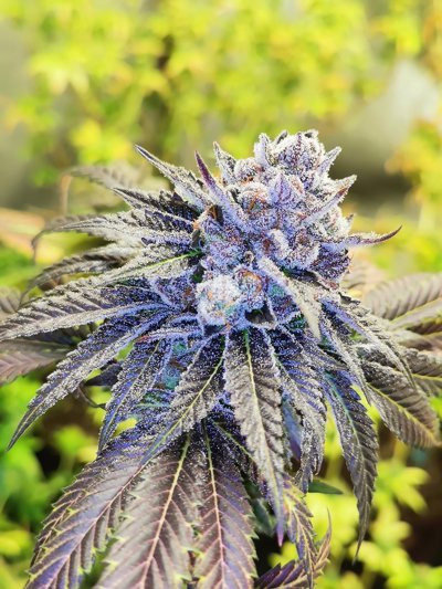 Gelato Poppaz