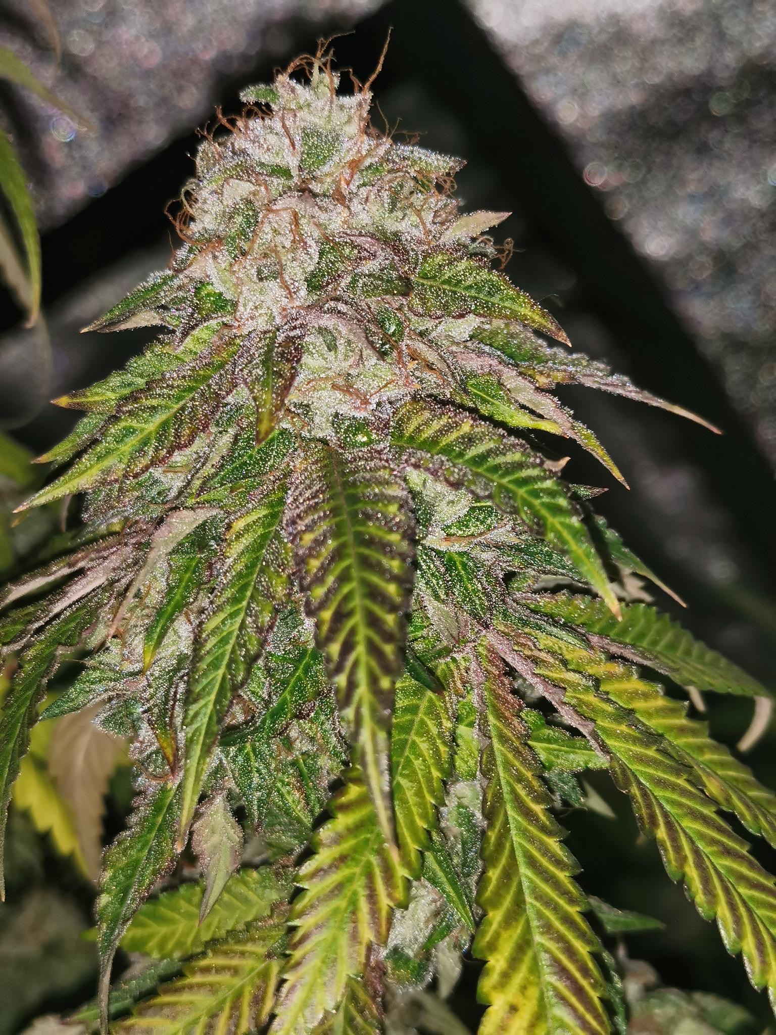 gmo-rainbowz-image