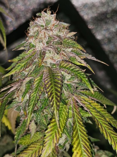 GMO Rainbowz