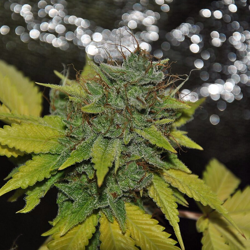 grapefruit-diesel-image