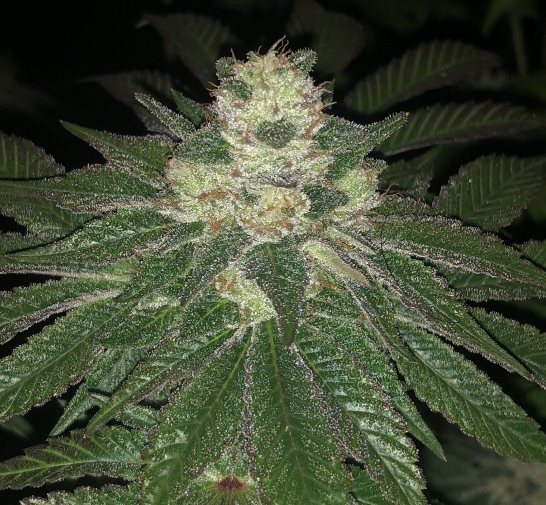 lemon-sherbert-image