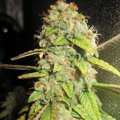 Notorious OG