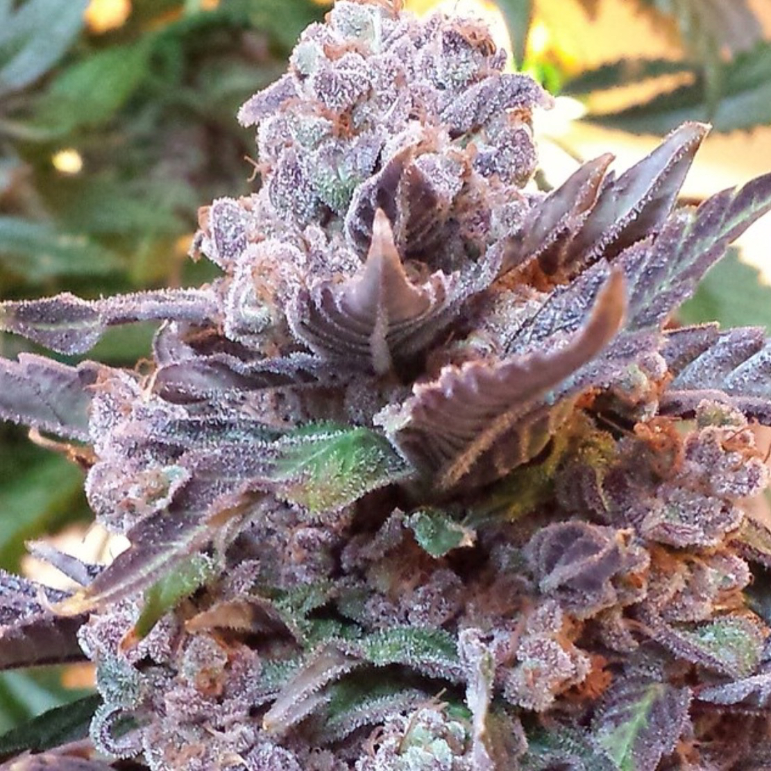 purple-strawberry-bliss-image