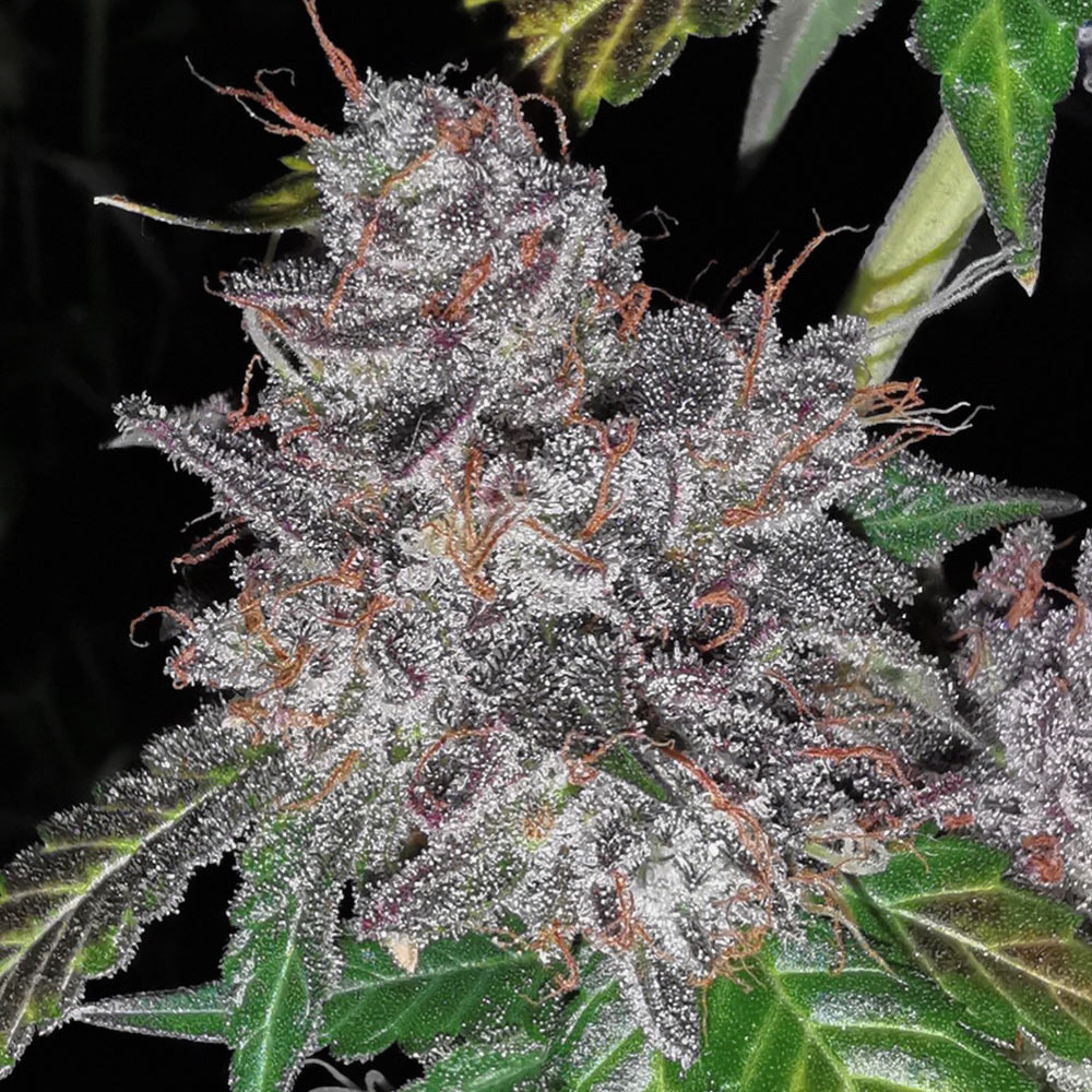 rainbowcakez-image