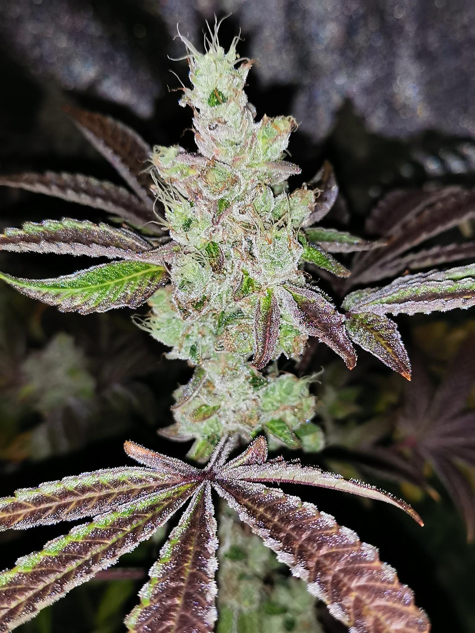 sour-kuntz-image