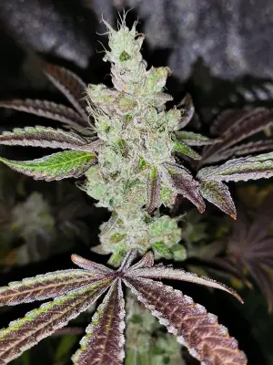 Sour Kuntz