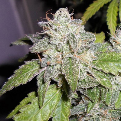 Sourwalker Kush
