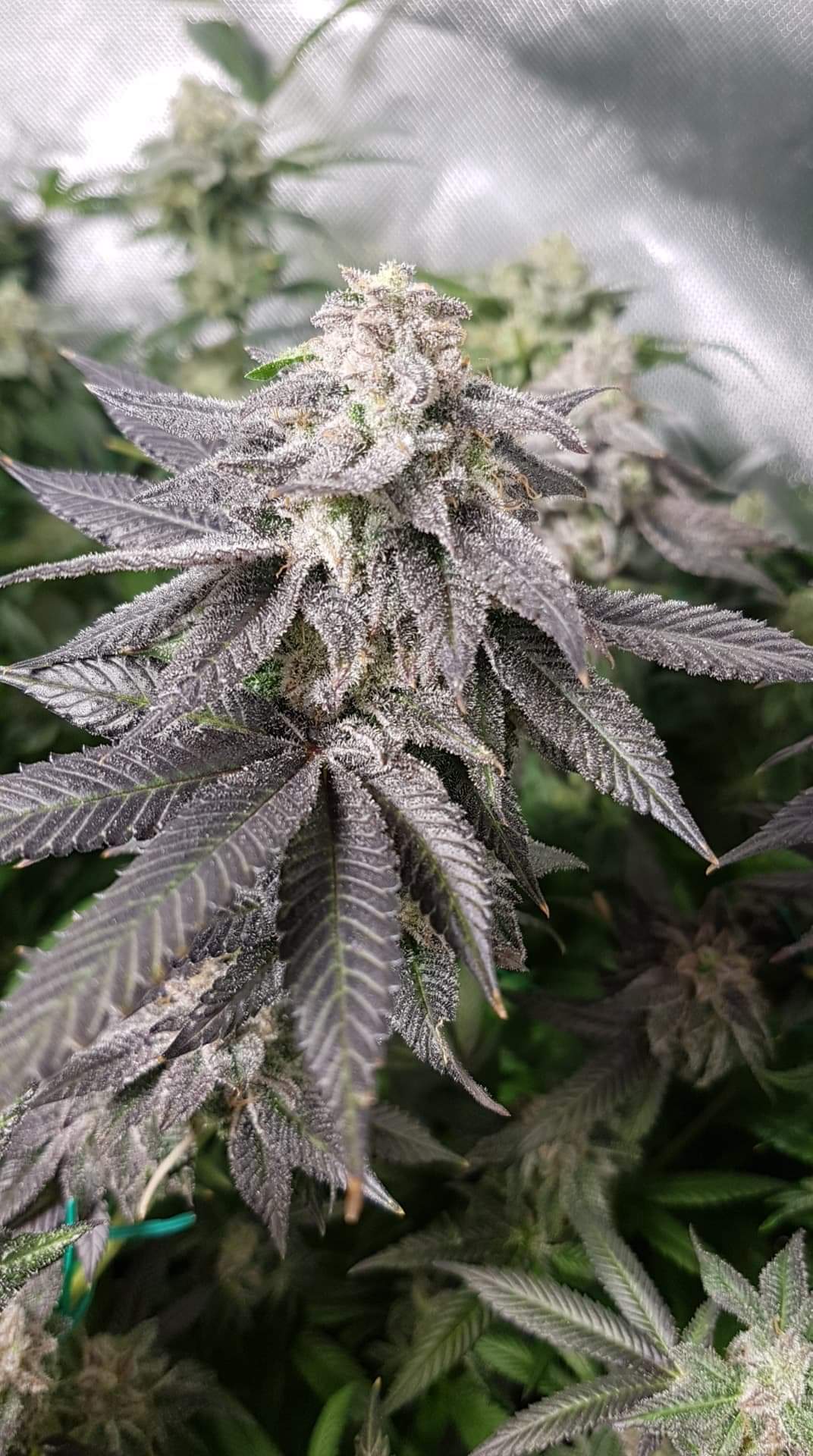 white-chocolate-orange-image