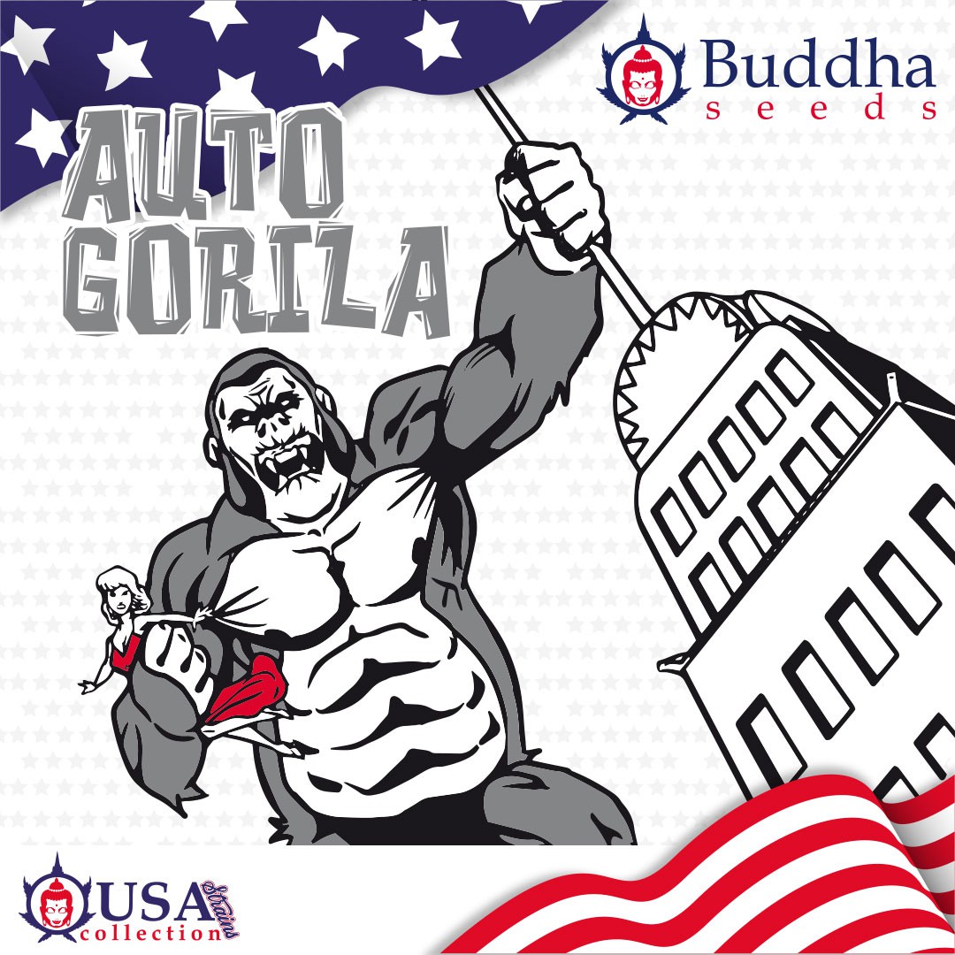 gorila-auto-image