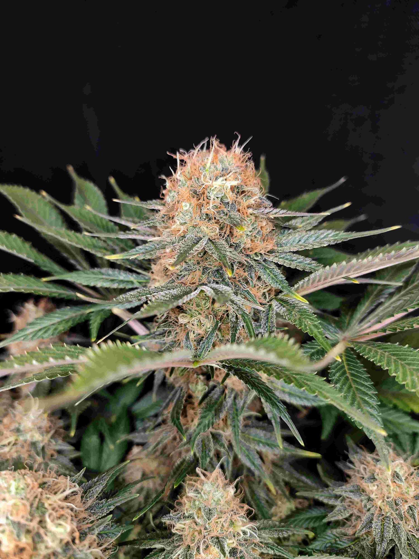 panakeia-high-terpenes-image