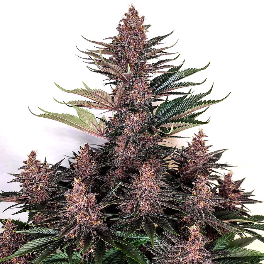 purple-kush-image