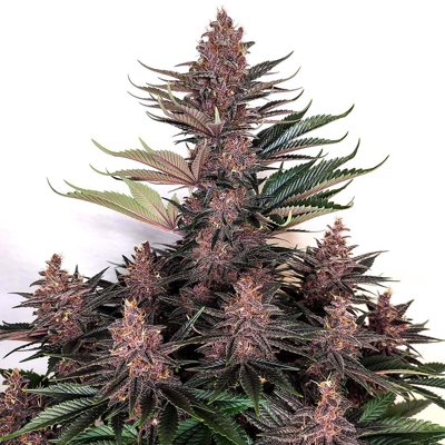 Purple Kush