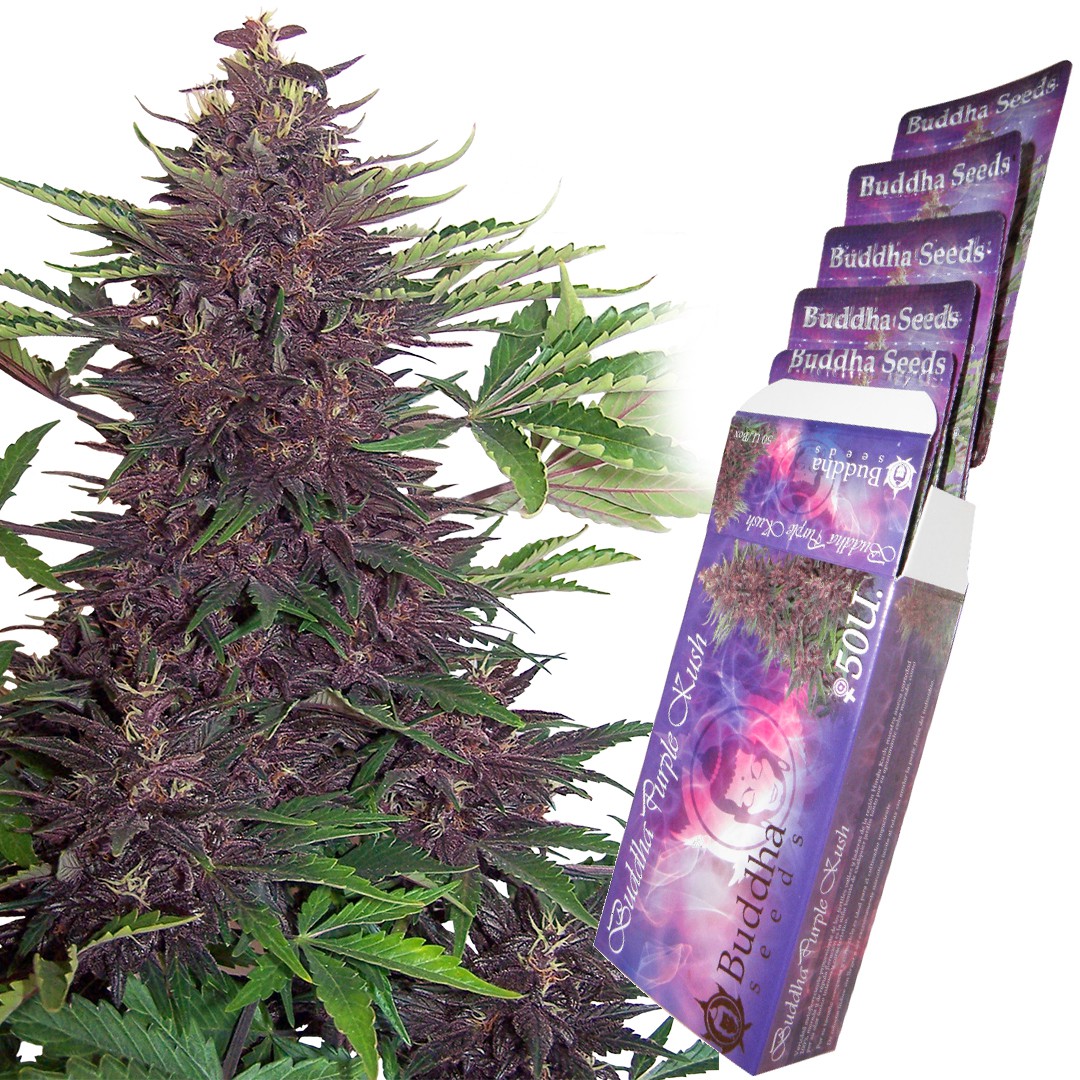 purple-kush-auto-image