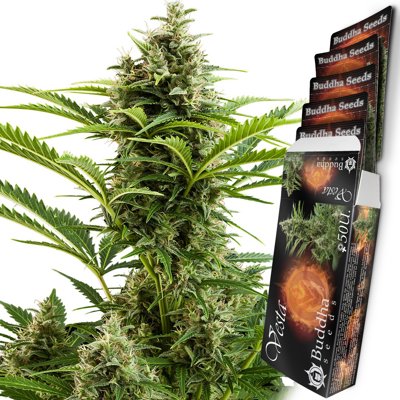 Vesta Autoflowering