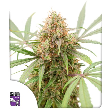 auto-ak-triple-haze-image