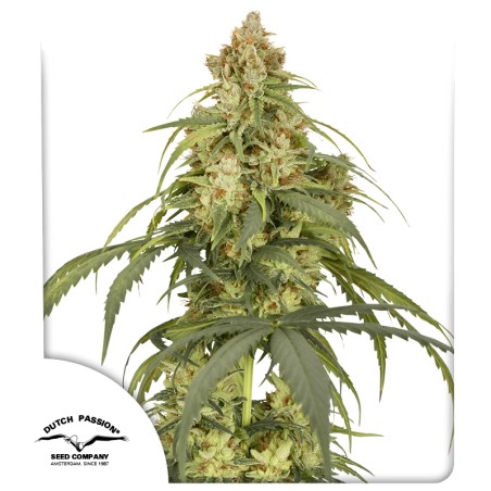 auto-cbd-victory-image