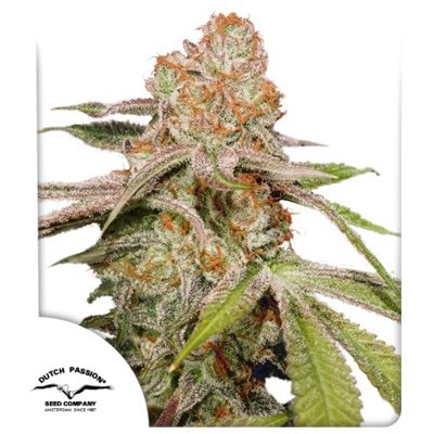 Auto MAC #1