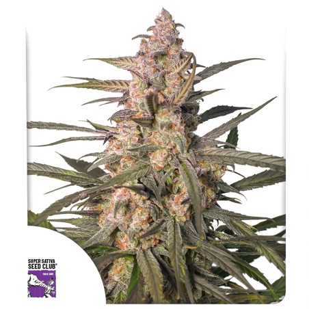 auto-northern-dragon-fuel-image