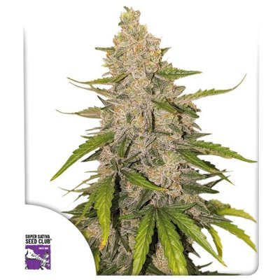 Auto Purple OG Punch