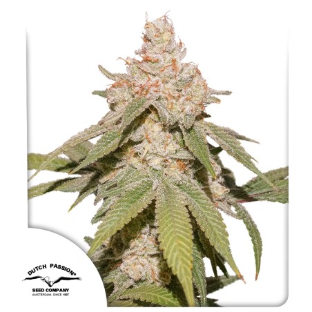 Auto SFV OG